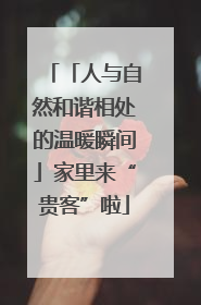 「人与自然和谐相处的温暖瞬间」家里来“贵客”啦
