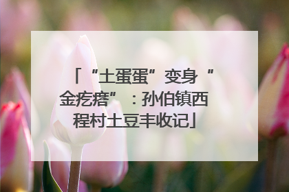 “土蛋蛋”变身“金疙瘩”：孙伯镇西程村土豆丰收记