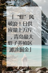 “蛏”风破浪！日供应量上万斤，青岛最大蛏子养殖区滩涂掘金