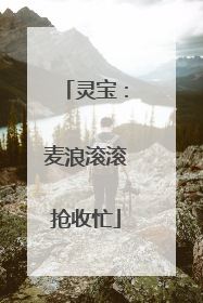 灵宝：麦浪滚滚抢收忙