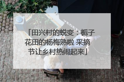 田兴村的蜕变：栀子花田的杨梅熟啦 采摘节让乡村热闹起来
