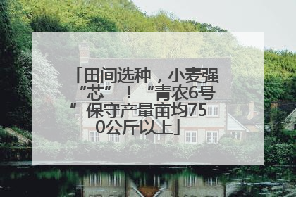 田间选种，小麦强“芯”！“青农6号”保守产量亩均750公斤以上