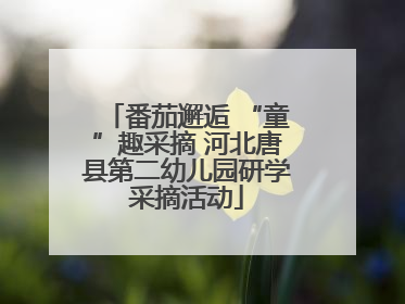 番茄邂逅 “童”趣采摘 河北唐县第二幼儿园研学采摘活动