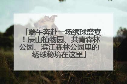 端午奔赴一场绣球盛宴！辰山植物园、共青森林公园、滨江森林公园里的绣球秘境在这里