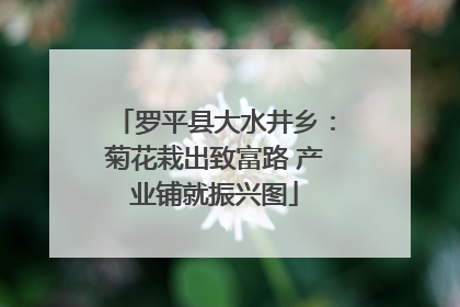 罗平县大水井乡：菊花栽出致富路 产业铺就振兴图