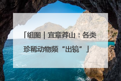组图｜宜章莽山：各类珍稀动物频“出镜”