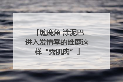 缠鹿角 涂泥巴 进入发情季的雄鹿这样“秀肌肉”