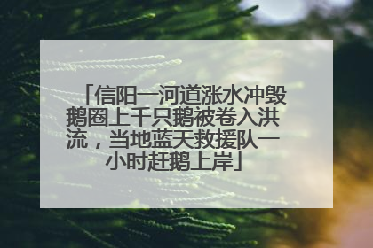 信阳一河道涨水冲毁鹅圈上千只鹅被卷入洪流，当地蓝天救援队一小时赶鹅上岸