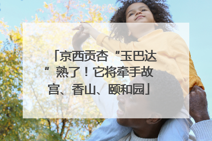 京西贡杏“玉巴达”熟了！它将牵手故宫、香山、颐和园