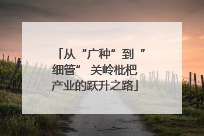 从“广种”到“细管” 关岭枇杷产业的跃升之路
