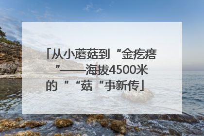 从小蘑菇到“金疙瘩“——海拔4500米的““菇“事新传