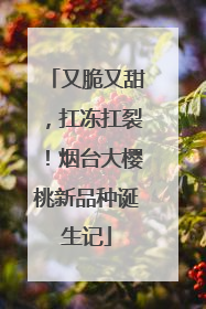 又脆又甜，扛冻扛裂！烟台大樱桃新品种诞生记