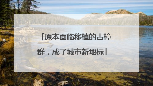 原本面临移植的古樟群，成了城市新地标
