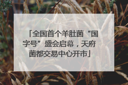 全国首个羊肚菌“国字号”盛会启幕，天府菌都交易中心开市