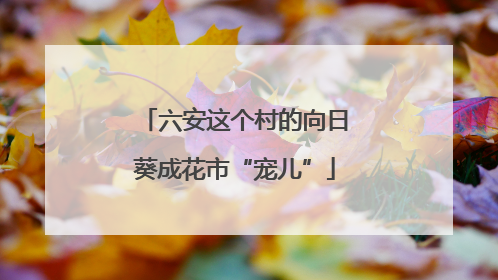 六安这个村的向日葵成花市“宠儿”