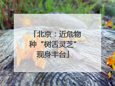 北京：近危物种“树舌灵芝”现身丰台
