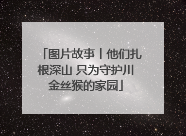 图片故事丨他们扎根深山 只为守护川金丝猴的家园