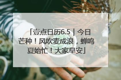 壹点日历6.5｜今日芒种！风吹麦成浪，蝉鸣夏始忙！大家早安
