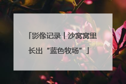 影像记录丨沙窝窝里长出“蓝色牧场”