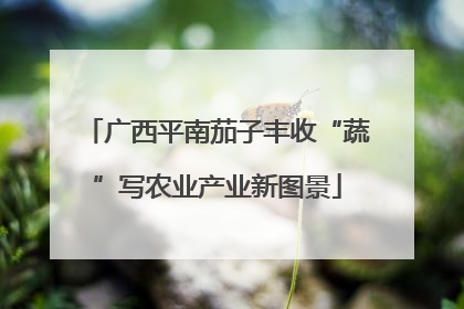 广西平南茄子丰收“蔬”写农业产业新图景