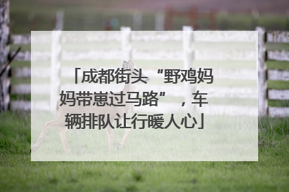 成都街头“野鸡妈妈带崽过马路”，车辆排队让行暖人心