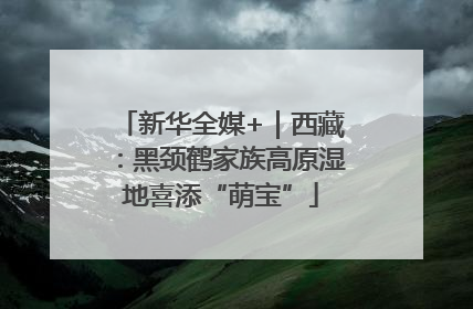 新华全媒+｜西藏：黑颈鹤家族高原湿地喜添“萌宝”