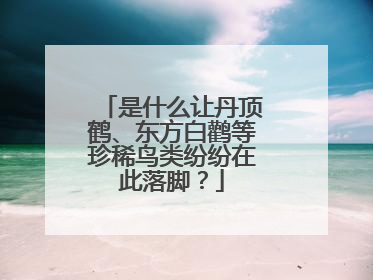 是什么让丹顶鹤、东方白鹳等珍稀鸟类纷纷在此落脚？