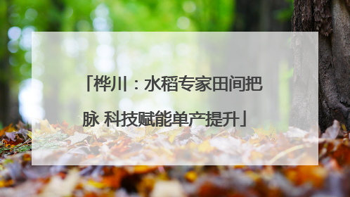 桦川：水稻专家田间把脉 科技赋能单产提升