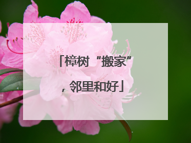 樟树“搬家”，邻里和好