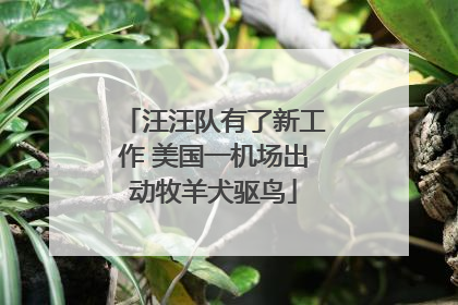 汪汪队有了新工作 美国一机场出动牧羊犬驱鸟