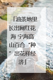 油茶地里长出网红花海 宁海高山百合“种”出花样经济