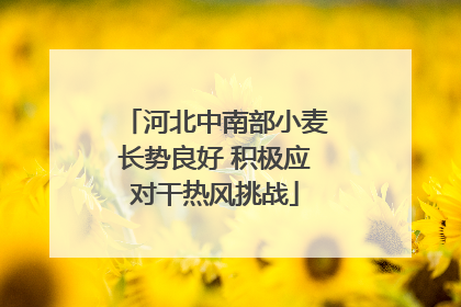 河北中南部小麦长势良好 积极应对干热风挑战