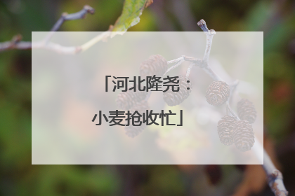 河北隆尧：小麦抢收忙