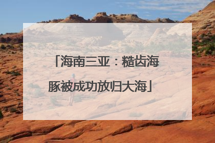 海南三亚：糙齿海豚被成功放归大海