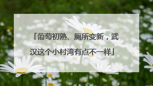 葡萄初熟、厕所变新，武汉这个小村湾有点不一样