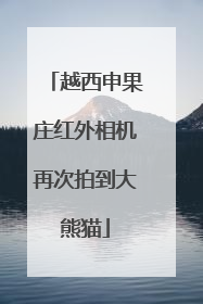 越西申果庄红外相机再次拍到大熊猫
