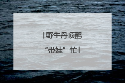 野生丹顶鹤“带娃”忙