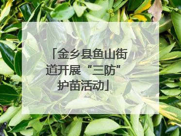 金乡县鱼山街道开展“三防”护苗活动