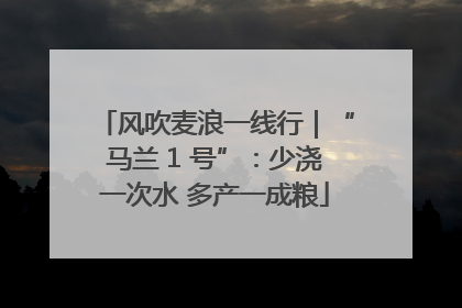 风吹麦浪一线行｜“马兰 1 号”：少浇一次水 多产一成粮