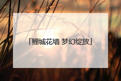 鲤城花墙 梦幻绽放