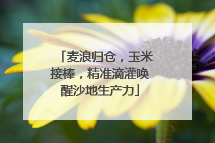 麦浪归仓，玉米接棒，精准滴灌唤醒沙地生产力