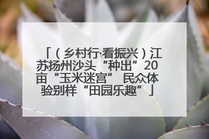 （乡村行·看振兴）江苏扬州沙头“种出”20亩“玉米迷宫” 民众体验别样“田园乐趣”
