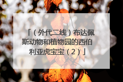（外代二线）布达佩斯动物和植物园的西伯利亚虎宝宝（2）