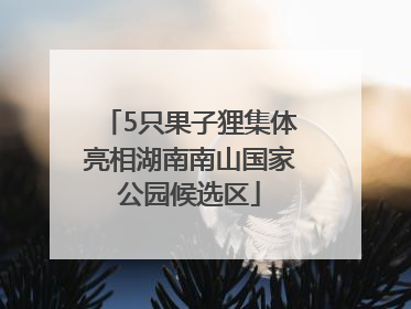 5只果子狸集体亮相湖南南山国家公园候选区